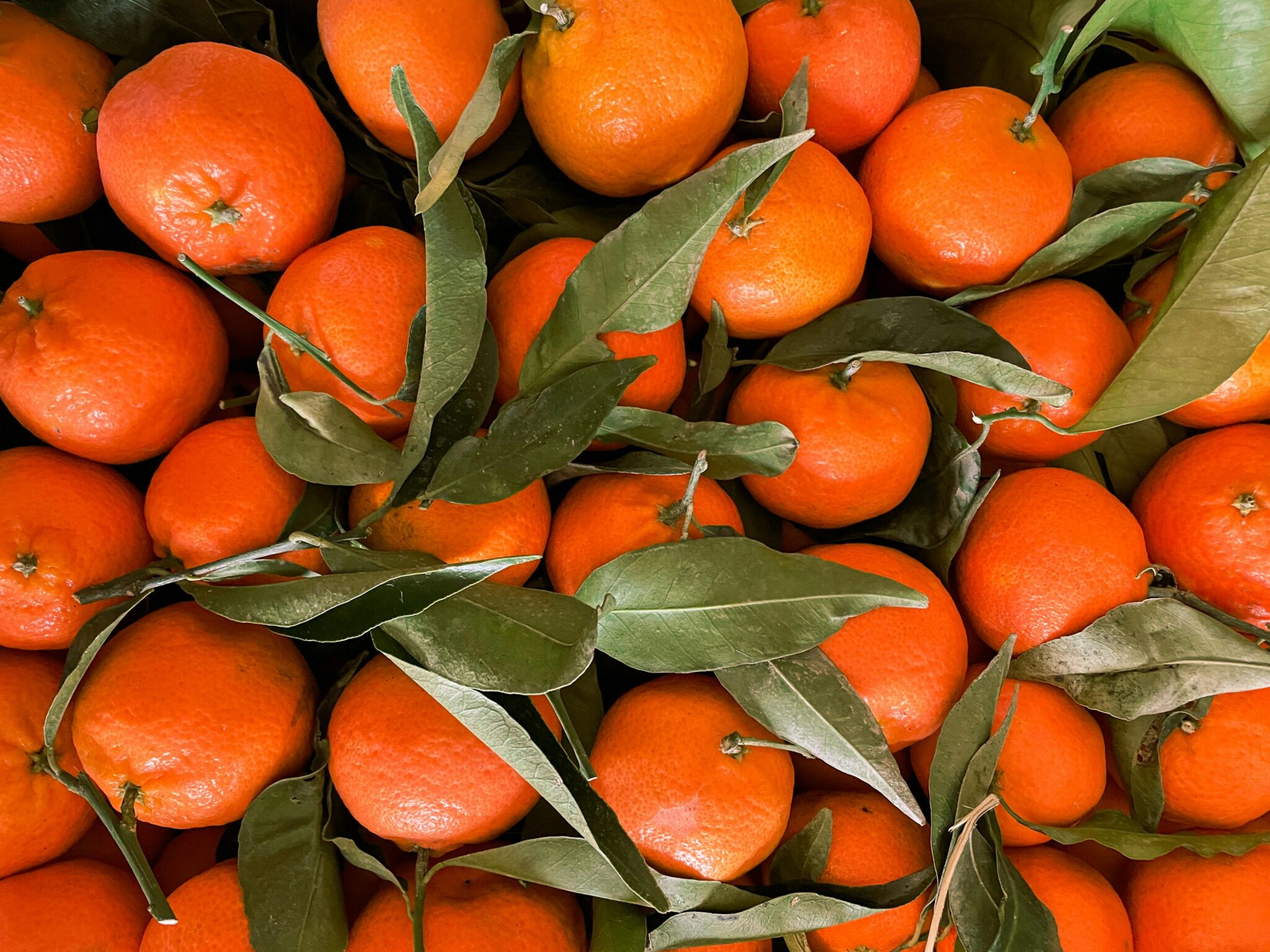 Fruits&Vegs_Citrus with leaves_Header