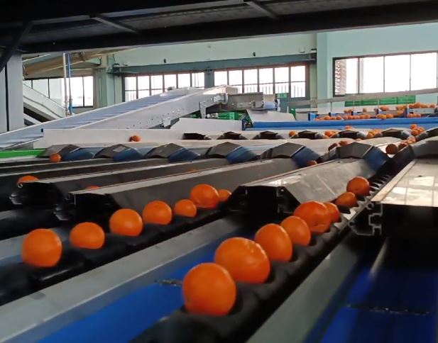 Fruits&Vegs_Citrus with leaves_Rollway Oneway or Rollway