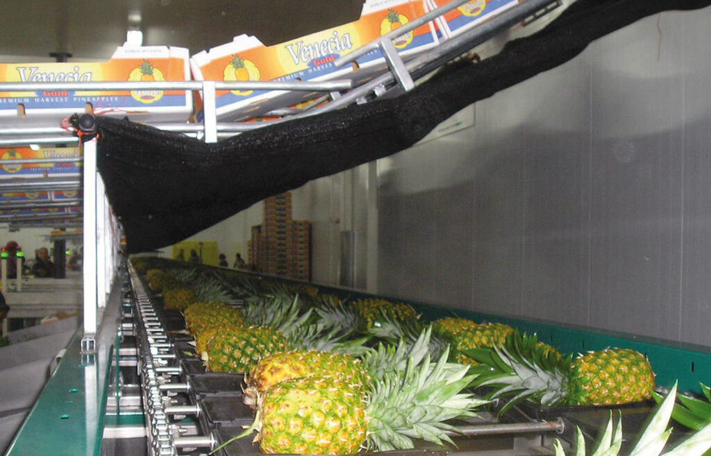 Fruits&Vegs_Pinneapple_Exotica