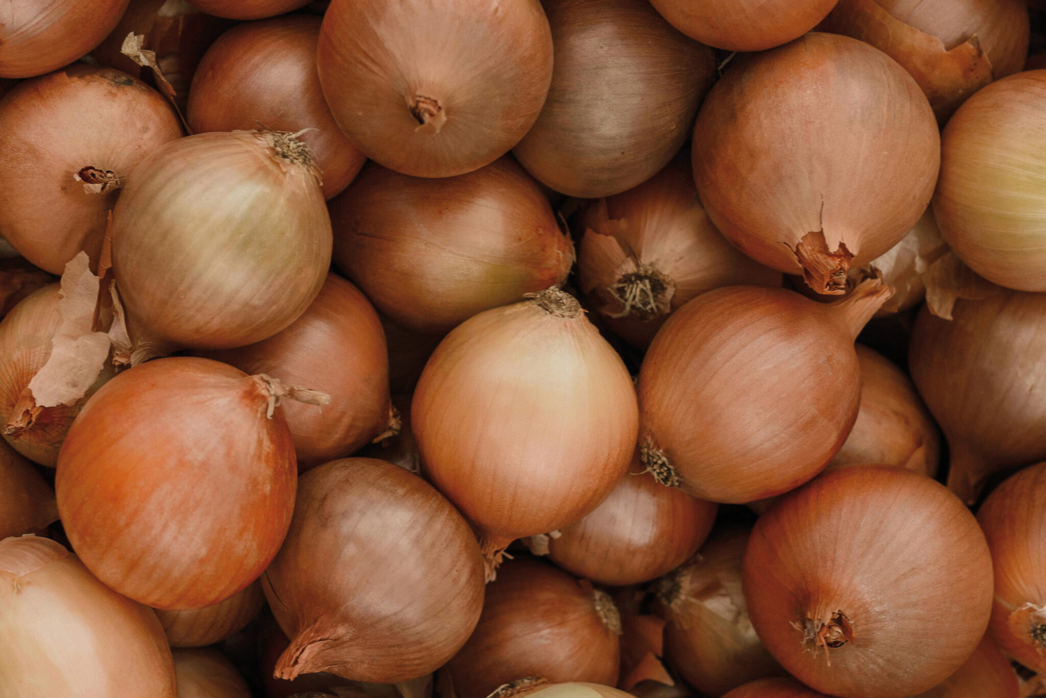 Fruits&Vegs_Onion_Header